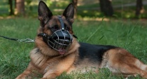 � ������ �����